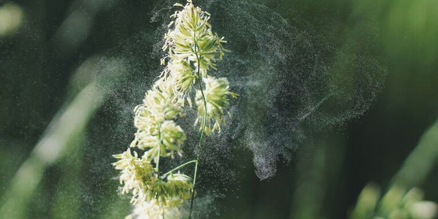 Blomst og pollen som blåser av